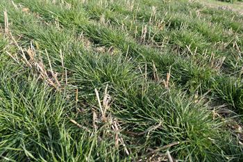 Alm. rajgræs Maiko d. C 10kg